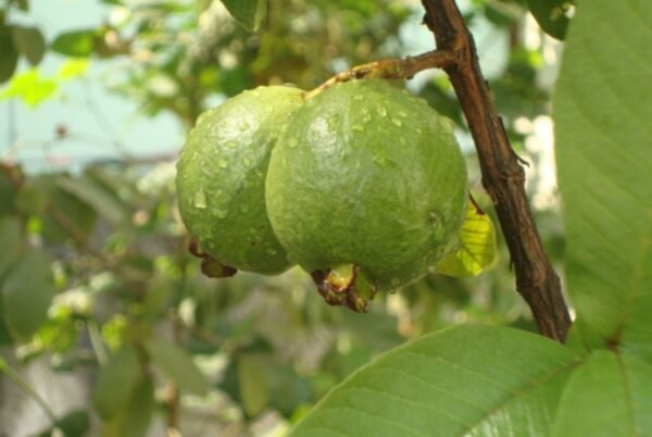 Guava (3)