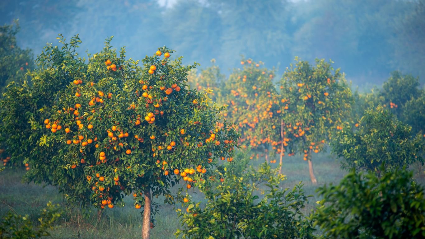 Citrus Trees (2)